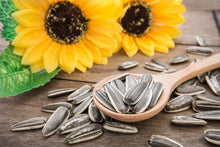 Sunflower Seed